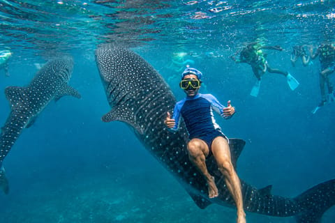 Cebu: Whale Sharks, Kawasan & Sardine Run + Free GoPro - Image 2
