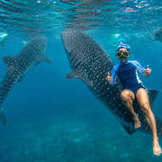 Cebu: Whale Sharks, Kawasan & Sardine Run + Free GoPro Cebu: Whale Sharks, Kawasan & Sardine Run + Free GoPro