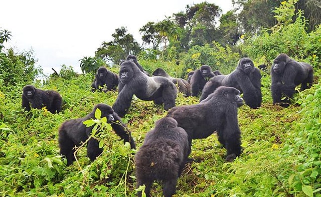 2 Days Rwanda Gorilla safaris and culture tour experience.