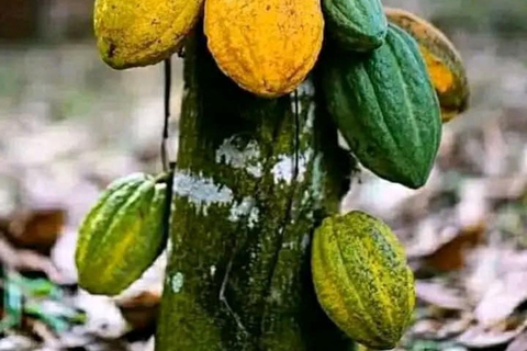 Zanzibar: Spice Farm, Stone Town or Jozani Forest with lunch Spice Farm Experience with lunch – (No Transport)