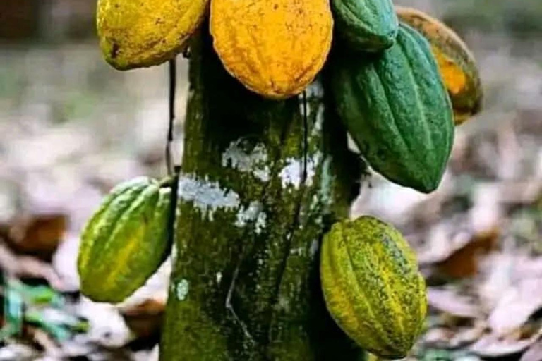 Zanzibar: Spice Farm, Stone Town or Jozani Forest with lunch Spice Farm Experience with lunch – (No Transport)