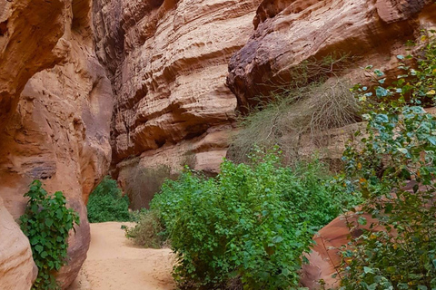 Al Ula: Explore Wonders of the Desert