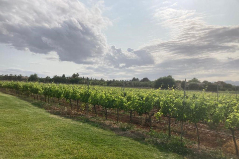 Visite guidée des vignobles et de la cave de Bodega Butxet avec dégustation