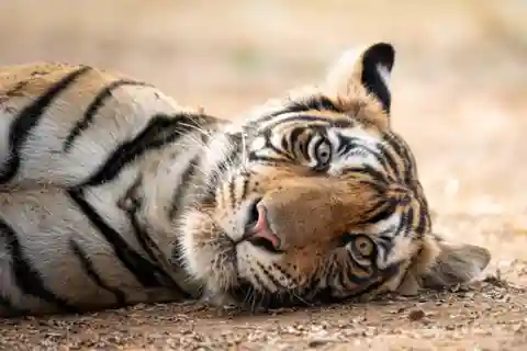 From Delhi: 4-Day Golden Triangle Tour & Ranthambore Safari