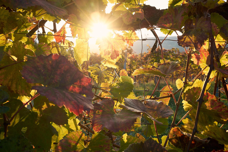 Wycieczka e-rowerem po Schilcherland z ekskluzywną degustacją winSchilcherland E-Bike Tour with Exclusive Wine Tasting