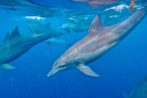 ZANZIBAR: Mnemba Island Dolphins & Maasai Village Experience