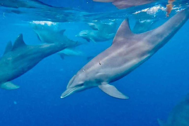 ZANZIBAR: Mnemba Island Dolphins & Maasai Village Experience
