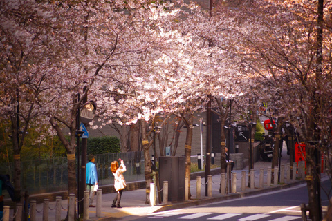 Tokyo Cherry Blossom Tour: Showa Kinen, Rikugien & Asukayama Cherry Blossom Group Tour with Shinjuku Meeting Point