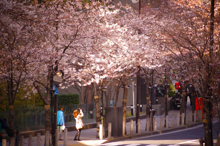 Tokyo Cherry Blossom Tour: Showa Kinen, Rikugien & Asukayama Cherry Blossom Group Tour with Shinjuku Meeting Point