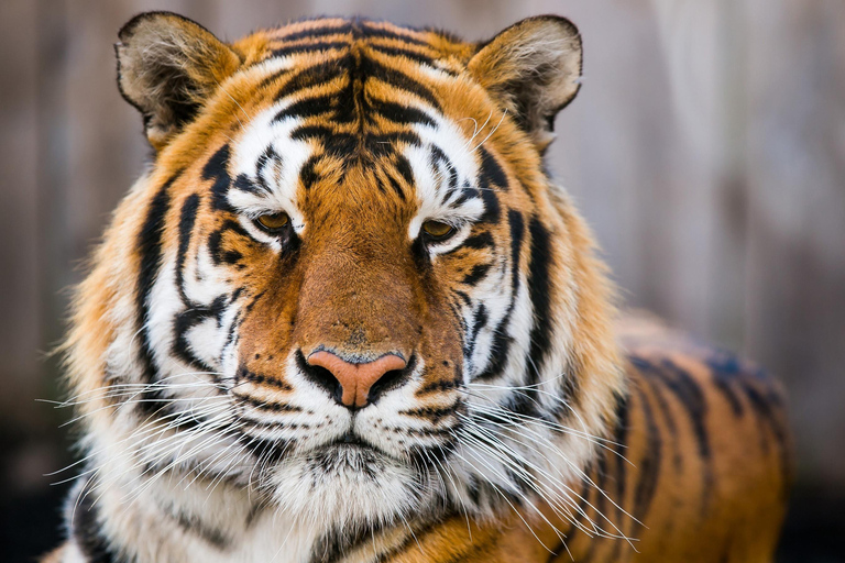 From Delhi: Golden Triangle & Ranthambore Tiger Safari Tour Only Tour Guide Services
