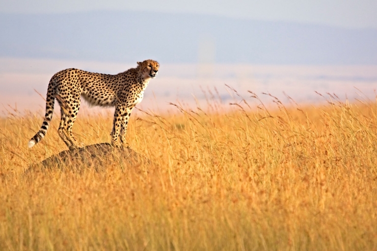 Masai Mara : 3 Tage 2 Nächte Anschluss-Safaris3 Tage 2 Nächte Masai mara Anschluss-Safaris