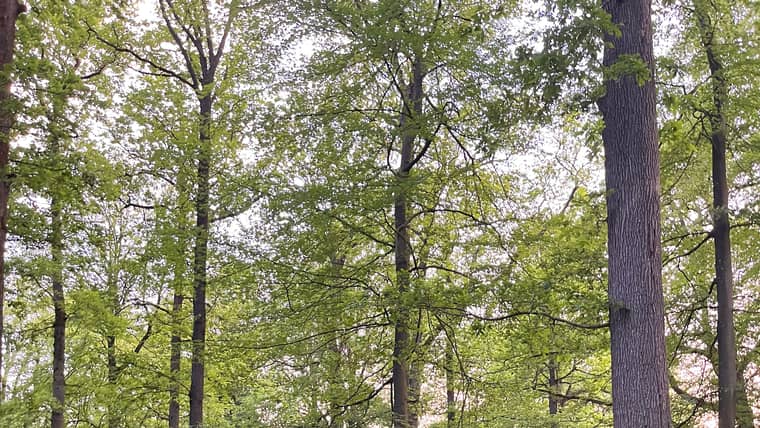 Best Activities in Aumont-en-Halatte