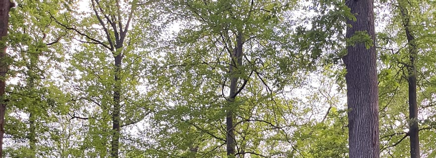 Paris : balade à cheval à Aumont-en-Halatte
