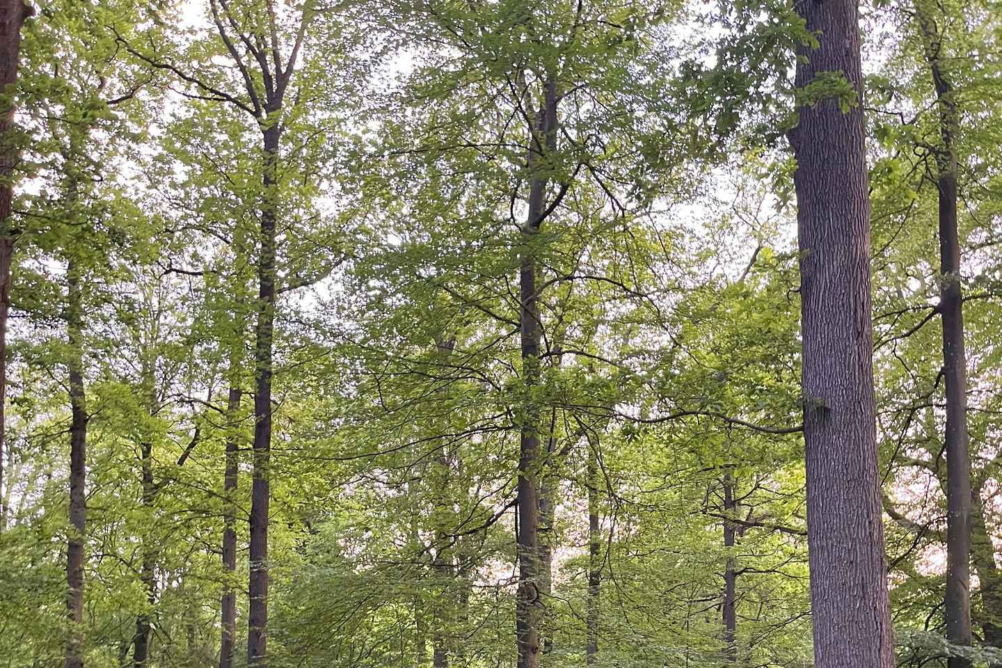 Parigi: Tour a Cavallo ad Aumont-en-Halatte