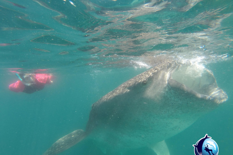 Whale Shark Experience
