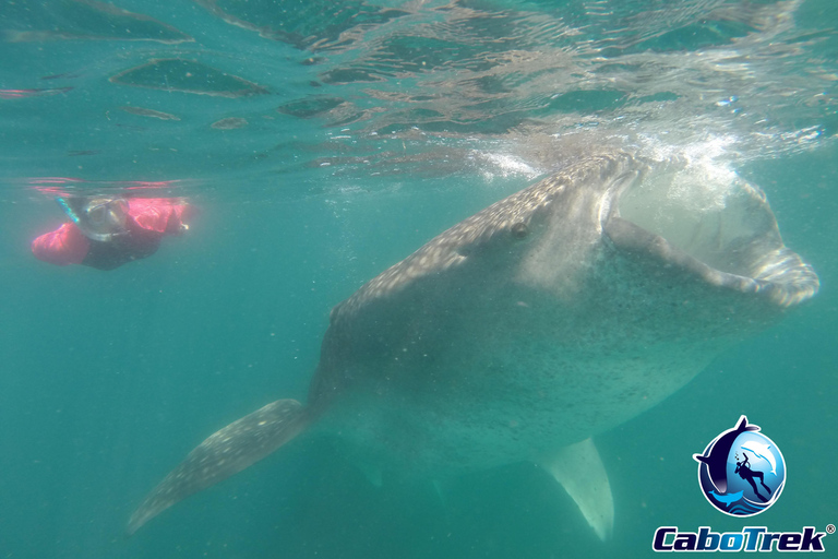Whale Shark Experience