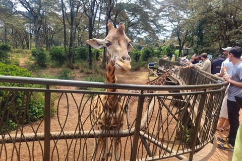 Nairobi: Giraffe Center, Museum of Illusions & Blixen Tour