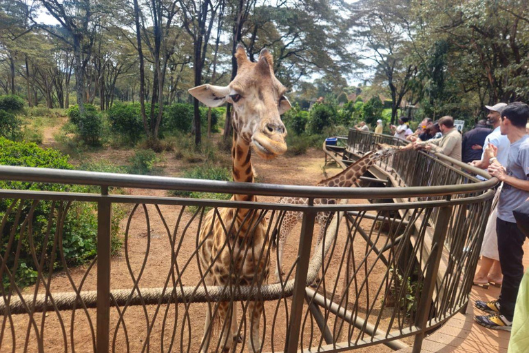 Nairobi: Giraffe Center, Museum of Illusions & Blixen Tour