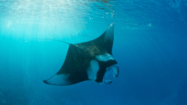 Bali: Private Yacht Snorkel at Manta Point & 2 Spots Penida