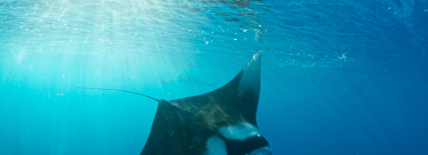 Bali : plongée avec tuba en yacht privé à Manta Point et 2 sites à Penida