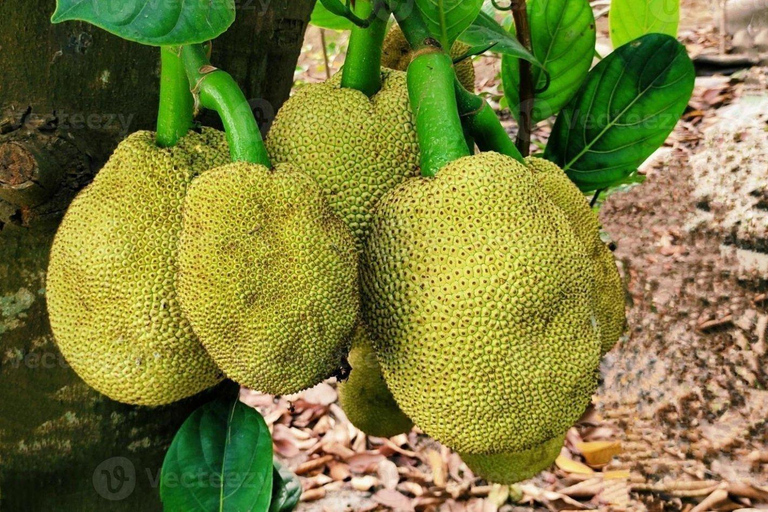 3-dniowa przygoda na Zanzibarze: Wyspa więzienna, wycieczka po przyprawach i Mnemba