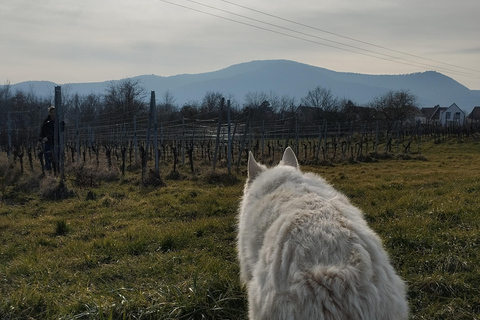 Gertwiller: Wine tasting and traditional winemaker's snack