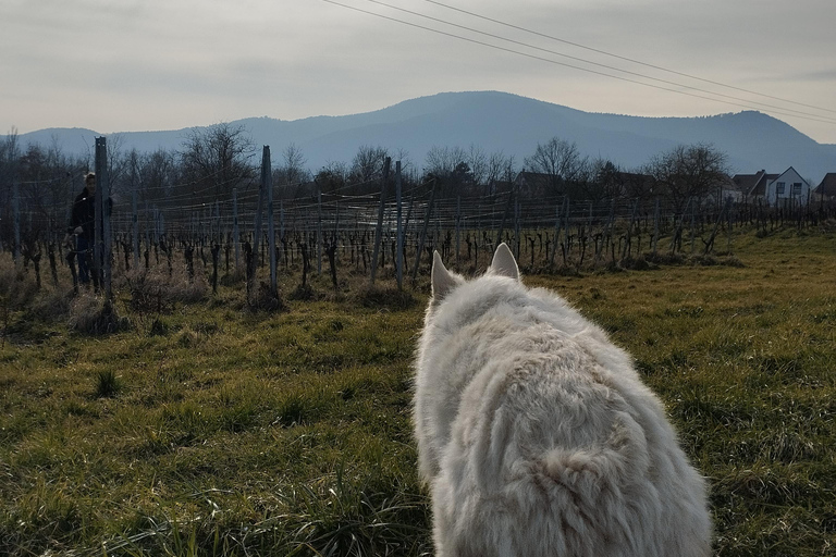 Gertwiller: Wine tasting and traditional winemaker's snack