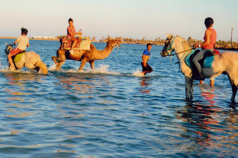 Djerba 1H30 Paardrijden