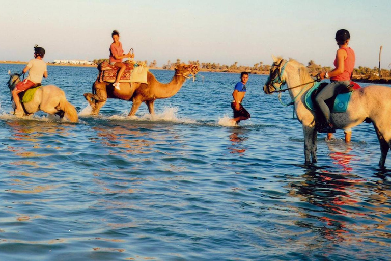 Djerba 1H30 Passeio a cavalo