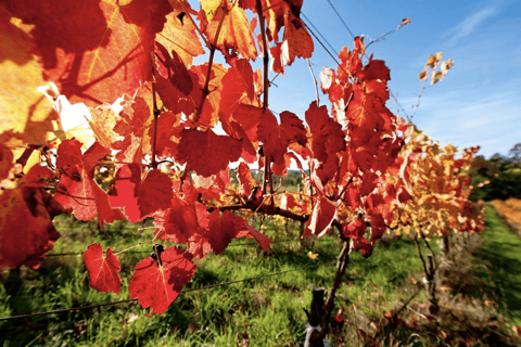 Private Adelaide Hills Wine Tastings and Lunch Day Tour Adelaide: Private Day Tour of Adelaide Hills with Lunch