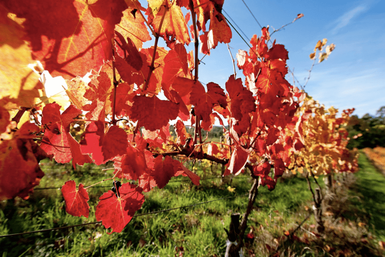 Private Adelaide Hills Wine Tastings and Lunch Day Tour Adelaide: Private Day Tour of Adelaide Hills with Lunch