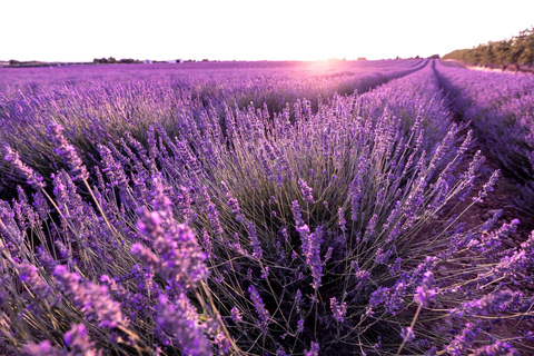 Day Trip: Lavender Fields & Gorges du Verdon LICENSED GUIDE + MERCEDES V