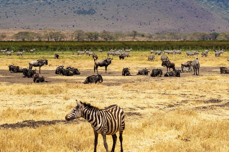 2 jours 1 nuit parc national Nyerere depuis Zanzibar par vol