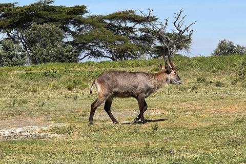 "Lake Naivasha Day Trip & Scenic Boat Ride Adventure"