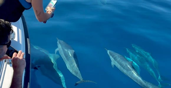 Maui: Dolphin Search and Island Voyage with Snacks
