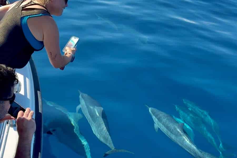 Maui: Delfinbeobachtung und Inselrundfahrt mit Snacks. Foto: GetYourGuide Maui: Delfinbeobachtung und Inselrundfahrt mit Snacks. Foto: GetYourGuide