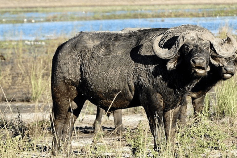 Chobe National Park 2-Day Safari with Transfers