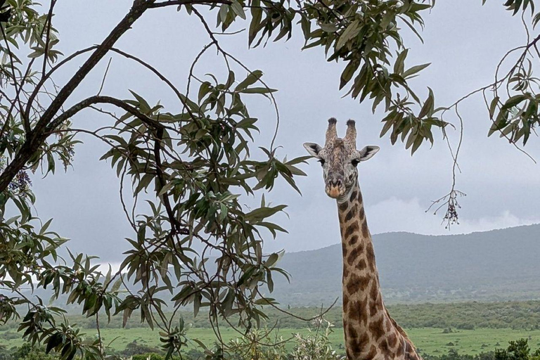 Nairobi: 3-Day epic trip to Maasai Mara Reserve with meals 3 days, 2 nights private safari to Mara in a tourist VAN