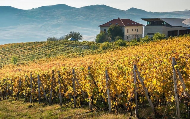 From Bucharest: Exclusive Dealu Mare Wine Tasting Tour
