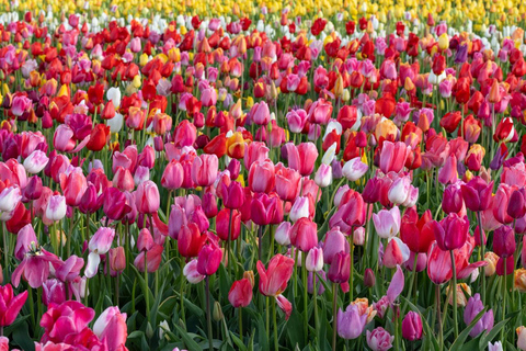 Amsterdam: Tulpenwonderland Tour