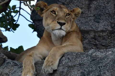 Safari por el Parque Nacional de Tarangire