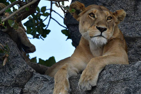 Safari por el Parque Nacional de Tarangire