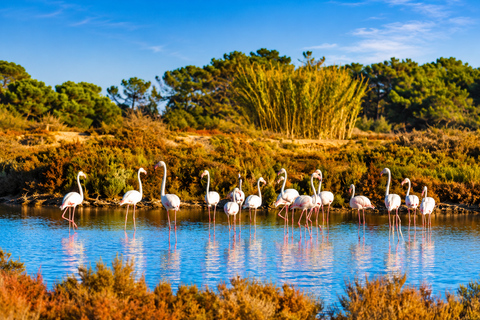 Ibiza: Flamingo Hike and Sunset in Ses Salines