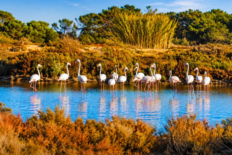 Ibiza: Flamingo Hike and Sunset in Ses Salines