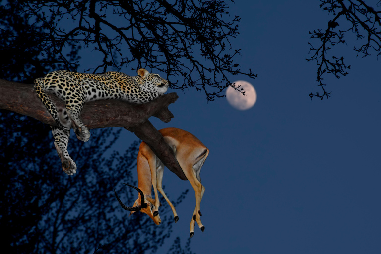 2 Tage private Tarangire und Ngorongoro Krater Safari2 Tage