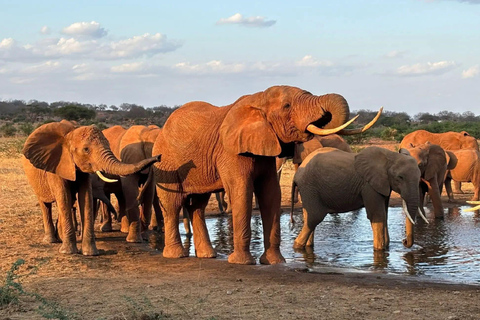 3-Day Safari in Tsavo East, Ngutuni, & Salt Lick – Big Five & Sunset Views 3-Day Safari in Tsavo East, Ngutuni & Salt Lick – Big Five & Sunset Views
