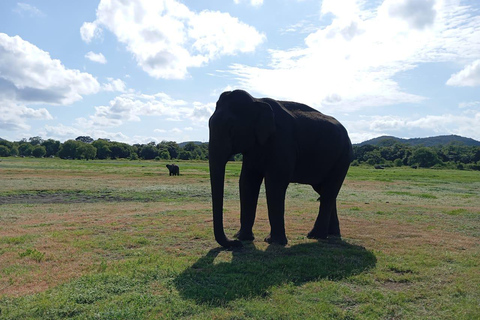 Minneriya: Morning Jeep Safari with Hotel Pickup and Drop-of