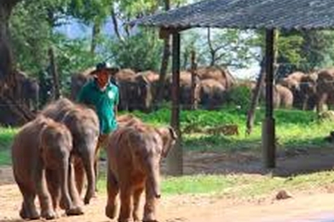 Van Ella: - Udawalawa Safari & Olifantentransit naar huis