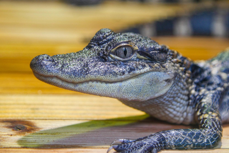 Nouvelle-Orléans : Billet pour l'Aquarium et l'Insectarium Audubon