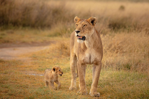 桑给巴尔：塔兰吉雷野生动物园之旅（含机票和游猎）